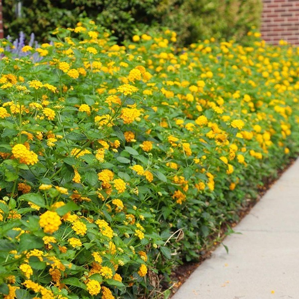 Chapel Hill Gold Hardy Lantana