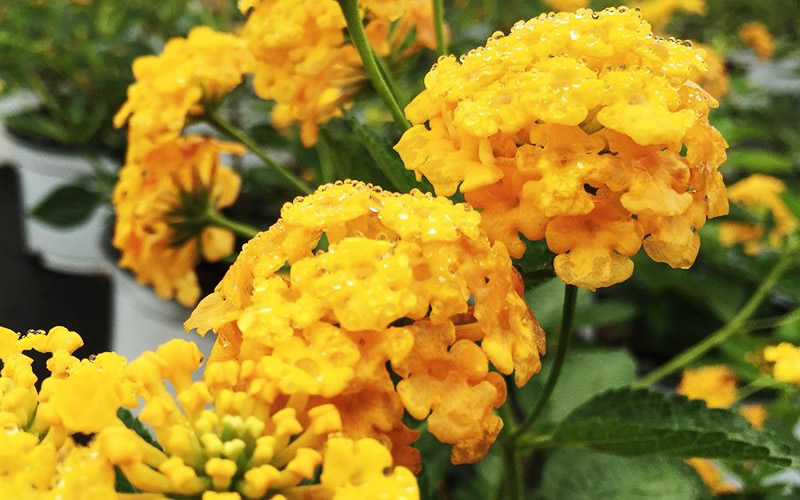 Chapel Hill Gold Hardy Lantana