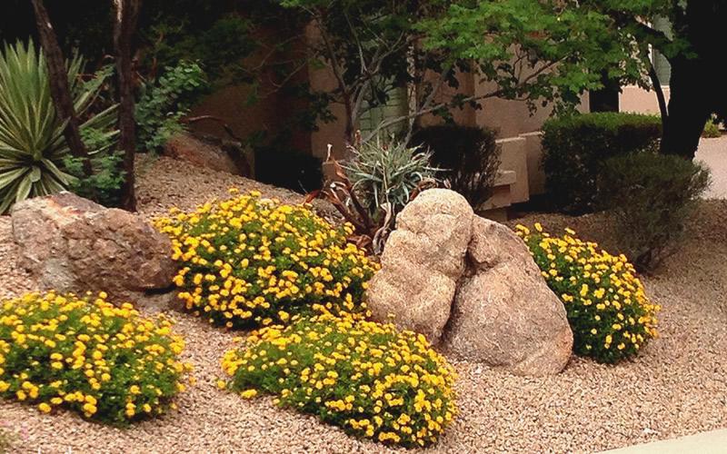 Chapel Hill Gold Hardy Lantana