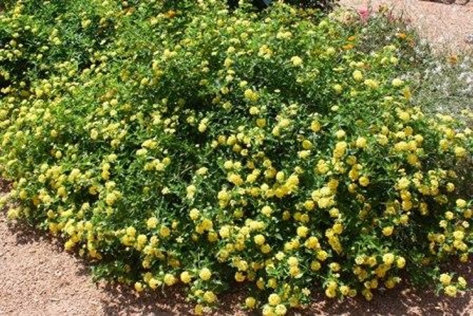 Chapel Hill Gold Hardy Lantana