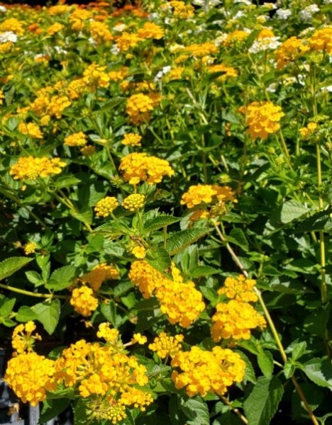 Chapel Hill Gold Hardy Lantana