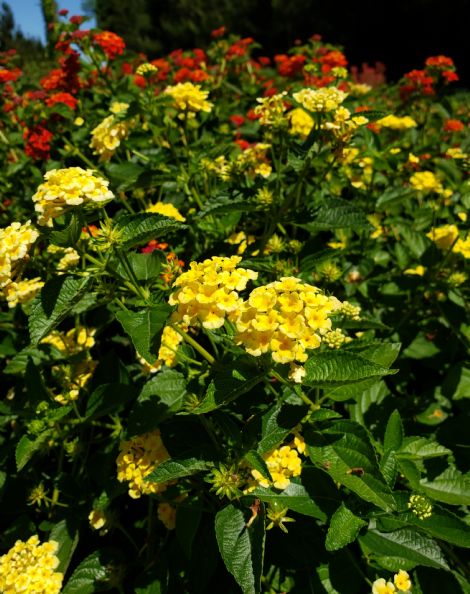 Chapel Hill Gold Hardy Lantana
