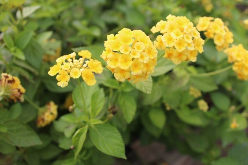 Chapel Hill Gold Hardy Lantana