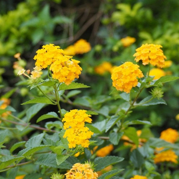 Chapel Hill Gold Hardy Lantana