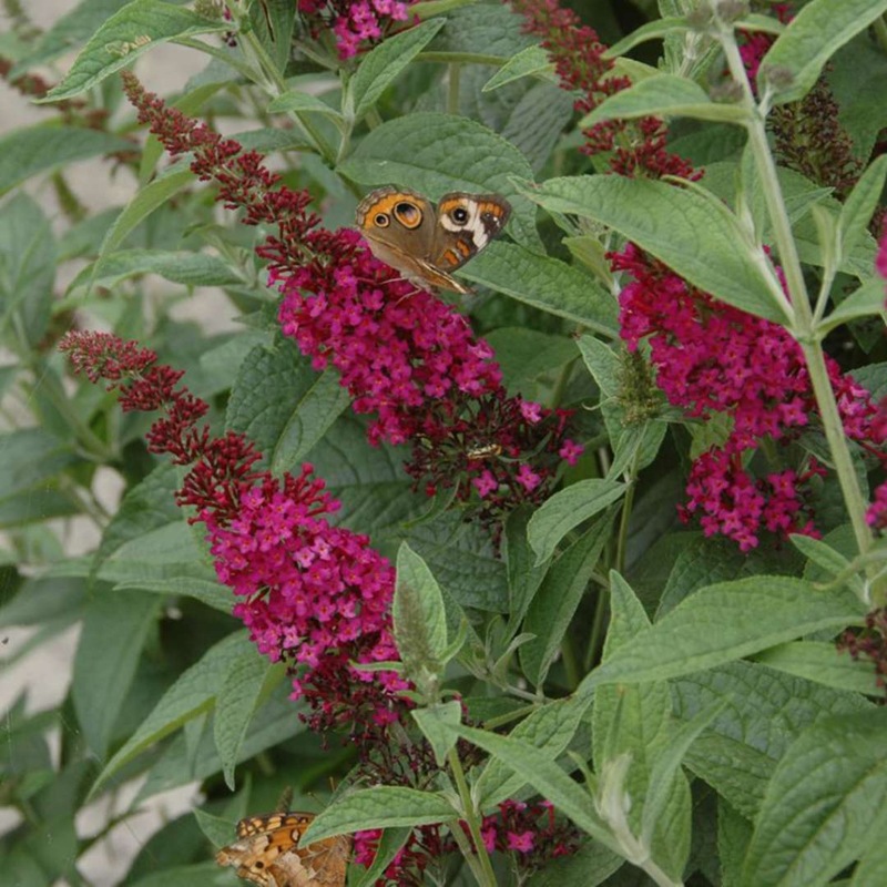 Miss Molly Butterfly Bush