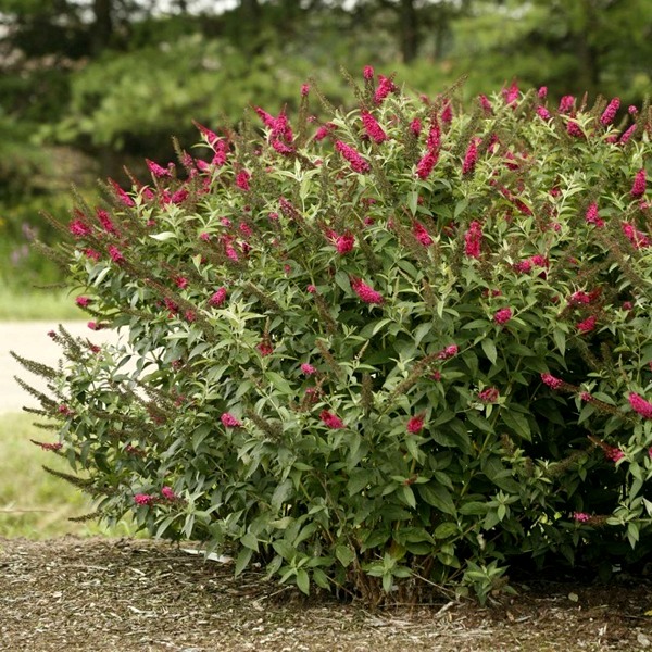 Miss Molly Butterfly Bush