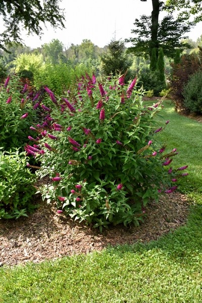 Miss Molly Butterfly Bush