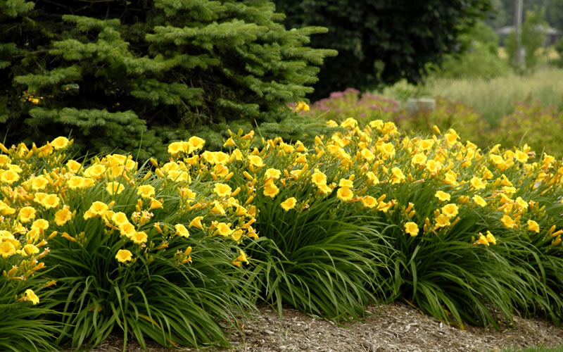 Stella de Oro Daylily