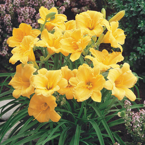 Stella de Oro Daylily