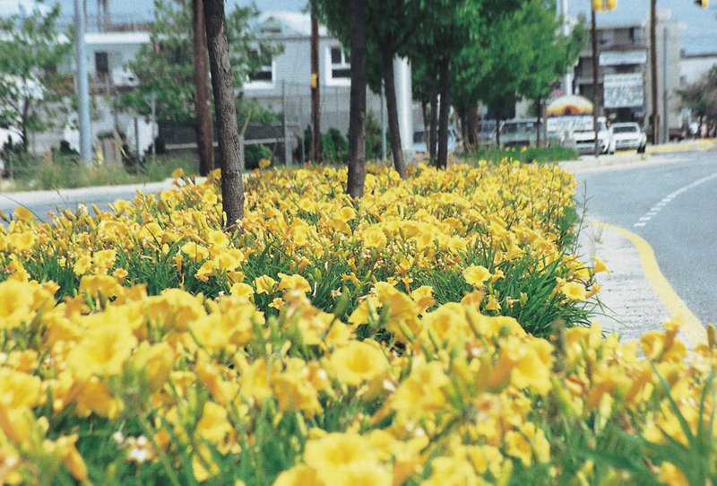 Stella de Oro Daylily