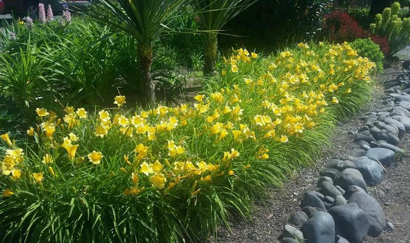 Stella de Oro Daylily