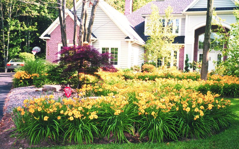 Stella de Oro Daylily