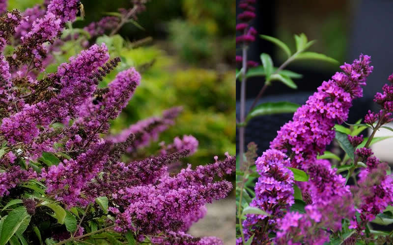 Buddleia Flutterby Petite Tutti Fruitti Dwarf Butterfly Bush