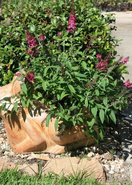 Buddleia Flutterby Petite Tutti Fruitti Dwarf Butterfly Bush