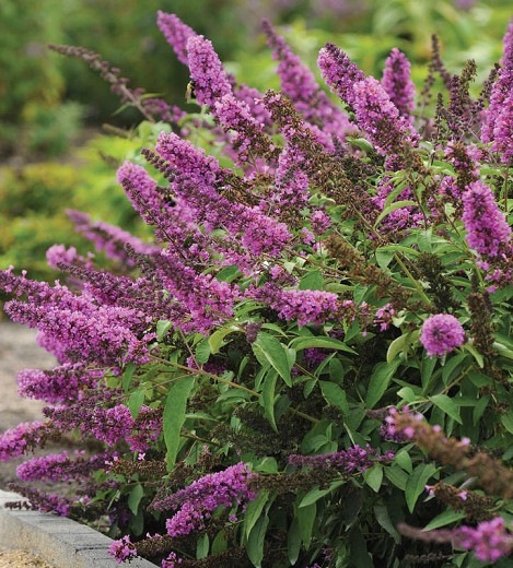 Buddleia Flutterby Petite Tutti Fruitti Dwarf Butterfly Bush