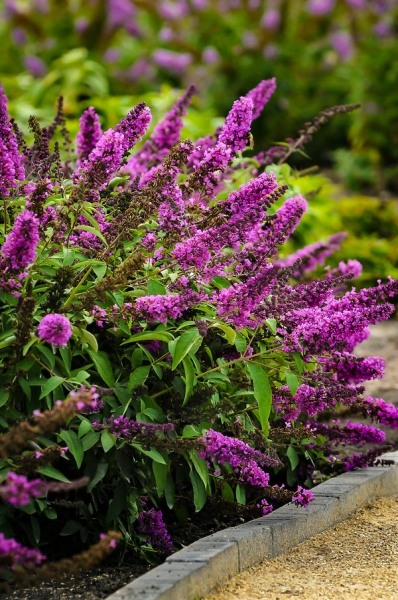 Buddleia Flutterby Petite Tutti Fruitti Dwarf Butterfly Bush