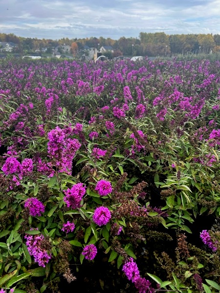 Buddleia Flutterby Petite Tutti Fruitti Dwarf Butterfly Bush