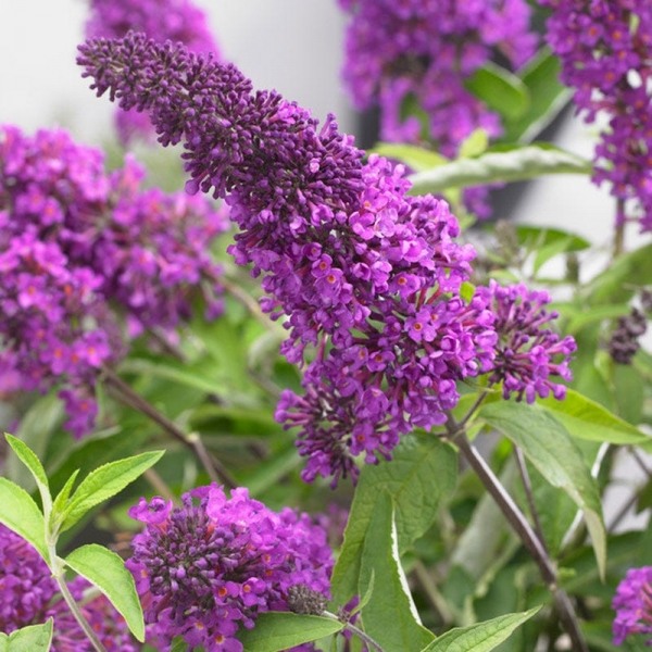 Buddleia Flutterby Petite Tutti Fruitti Dwarf Butterfly Bush