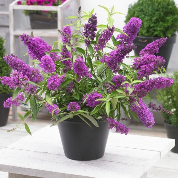 Buddleia Flutterby Petite Tutti Fruitti Dwarf Butterfly Bush