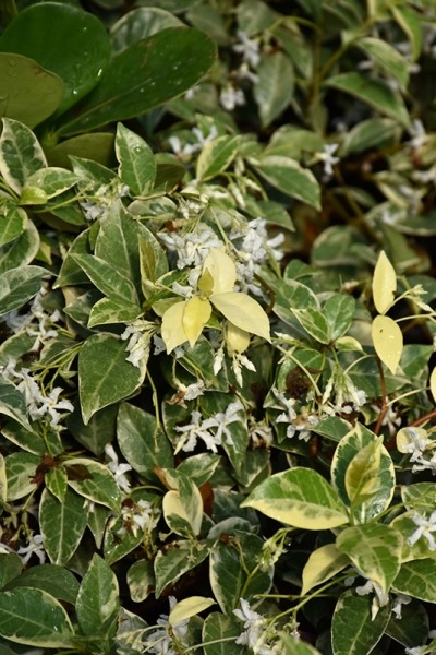 Variegated Confederate Jasmine