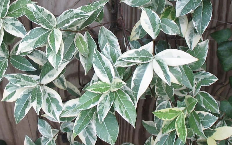 Variegated Confederate Jasmine