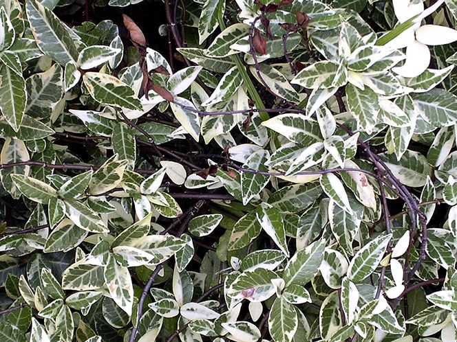 Variegated Confederate Jasmine