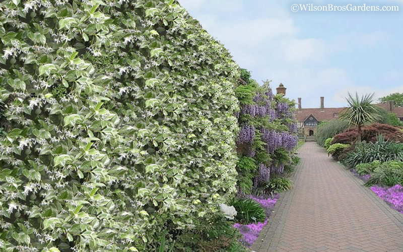 Variegated Confederate Jasmine