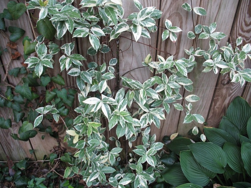 Variegated Confederate Jasmine