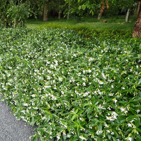 Variegated Confederate Jasmine