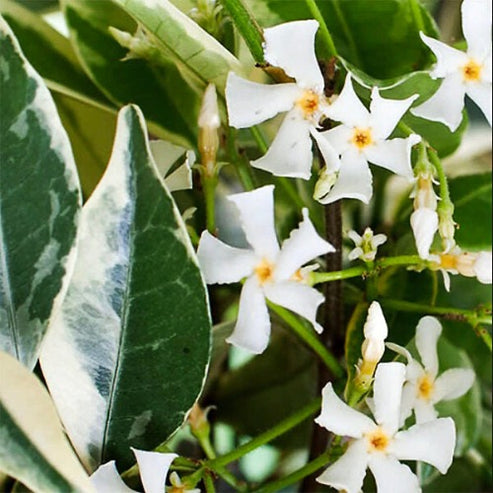 Variegated Confederate Jasmine