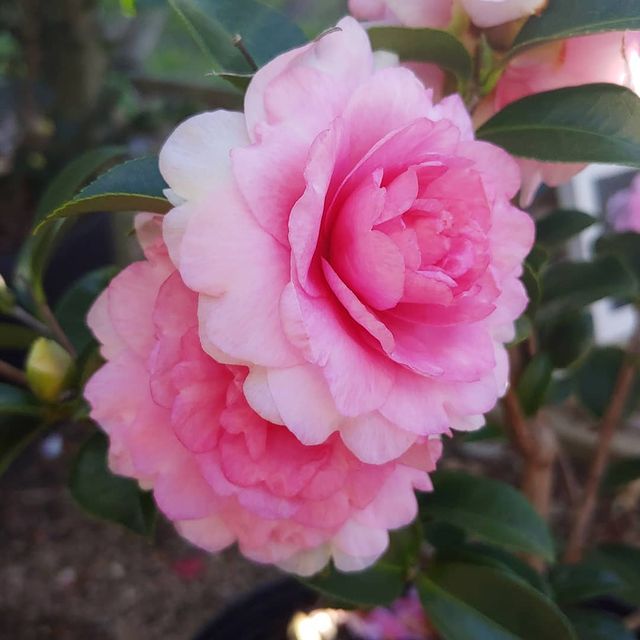 Dream Weaver Camellia Sasanqua