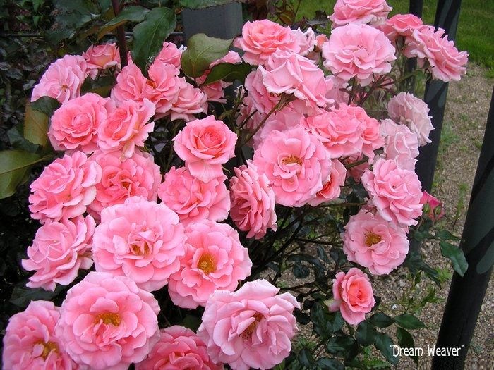 Dream Weaver Camellia Sasanqua