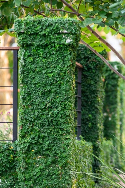 Creeping Fig