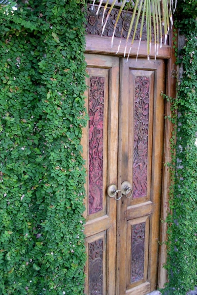 Creeping Fig