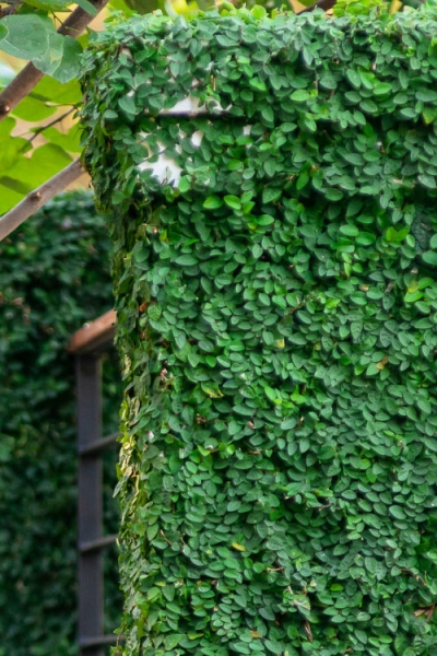 Creeping Fig