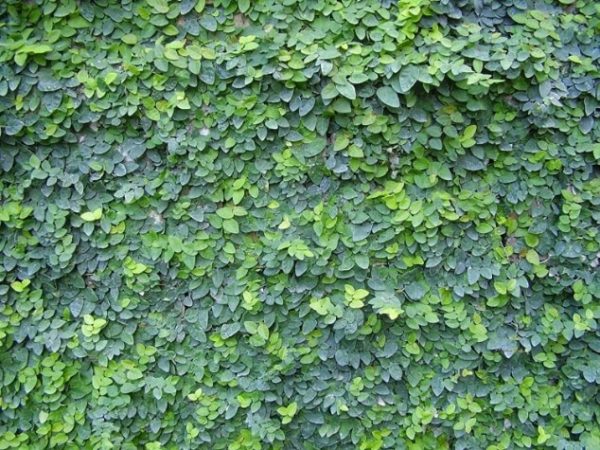 Creeping Fig