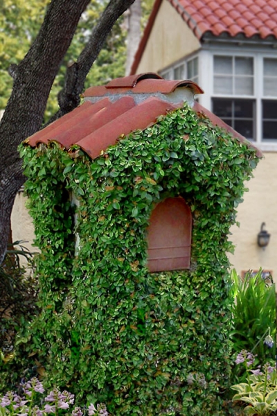 Creeping Fig