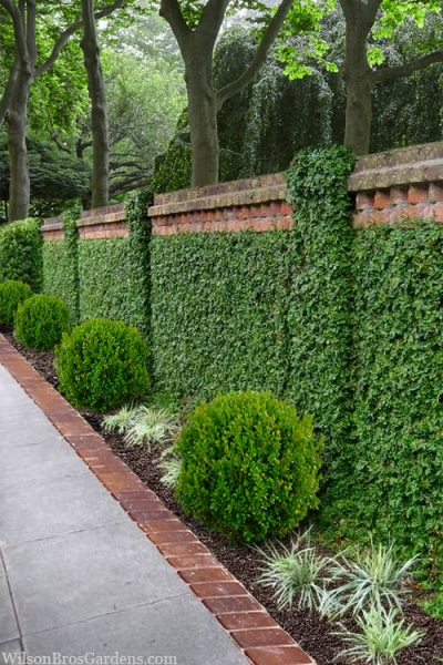 Creeping Fig