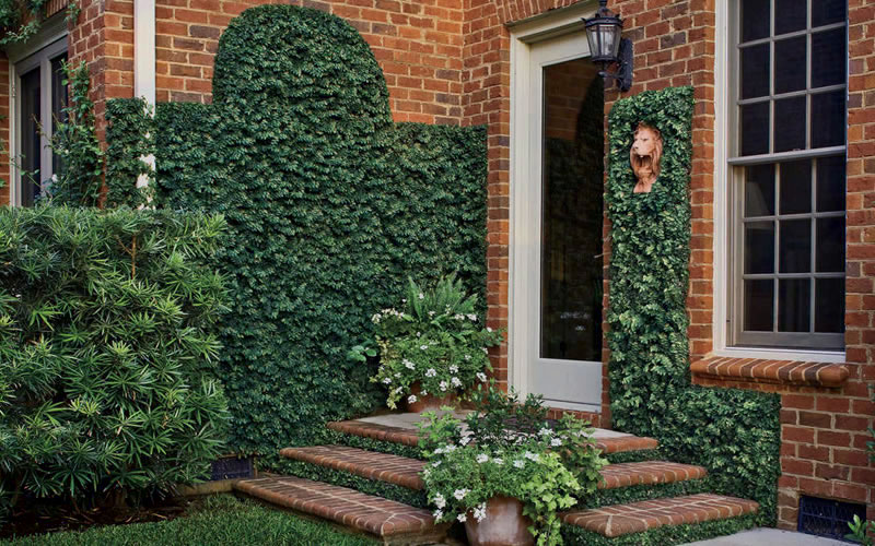 Creeping Fig