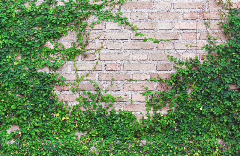 Creeping Fig