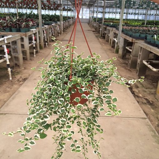 Variegated Creeping Fig