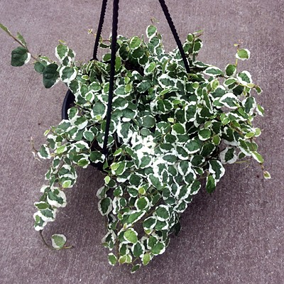 Variegated Creeping Fig