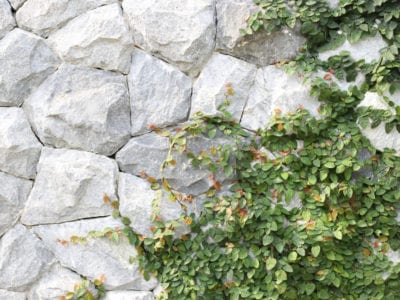 Variegated Creeping Fig