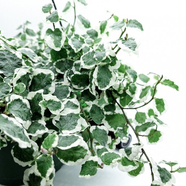 Variegated Creeping Fig