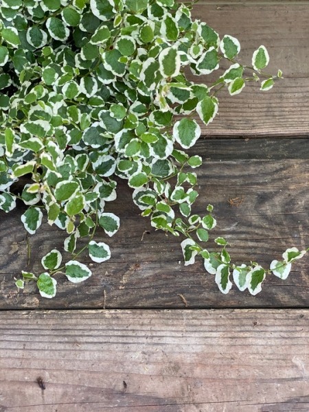 Variegated Creeping Fig