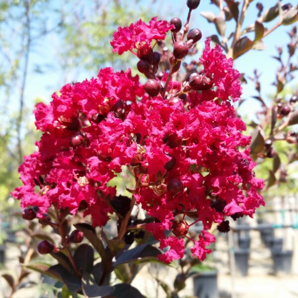 Double Feature Red Crape Myrtle