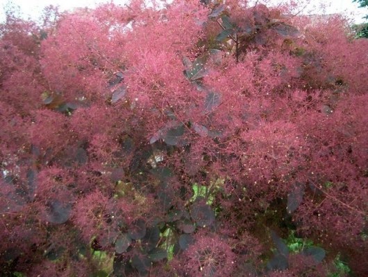 Grace Pink Flowering Smoke Tree