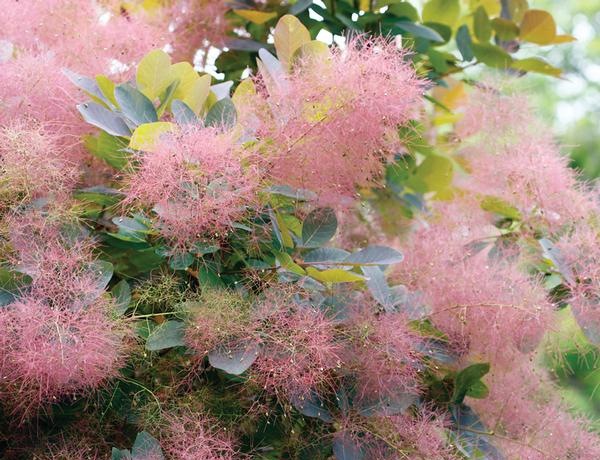 Grace Pink Flowering Smoke Tree
