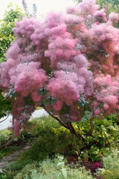 Grace Pink Flowering Smoke Tree