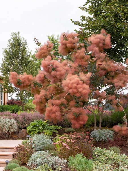 Grace Pink Flowering Smoke Tree
